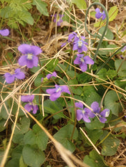 Wild Violet Flower Plant Bareroot Rhizomes Purple Viola odorata - Pack of 12 Bulbs for Gardens and Landscaping