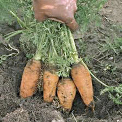Carrot Seeds, 500+ Heirloom Danvers Half Long, Tasty Carrots for Salads, Daucus carota
