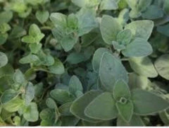 Oregano Seeds, 100 Seeds, Organic Culinary & Medicinal Herb, Origanum Vulgare