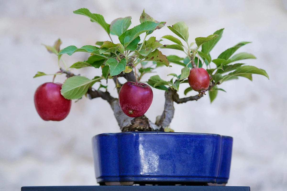 apple plant indoor Bonsai Apple Tree Seeds - 15 Pack - Indoor Fruit
