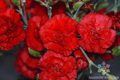 Grenadin Red Carnation Seeds - 200+ Count - Dianthus caryophyllus - Perfect for Garden Planting, USA Quality
