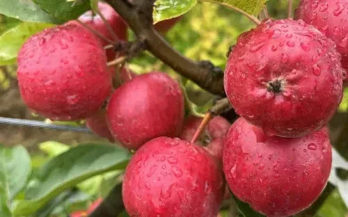 Wickson Crabapple Seeds - 25+ Counts - Garden Planting Seeds - Malus 'Wickson' - USA