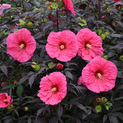Bush Hibiscus Plant, 2.5" Pot, Evening Rose Pink Flower, Hibiscus rosa-sinensis, Hardy Variety