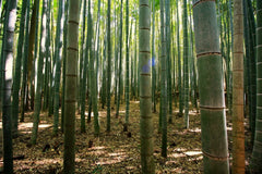 50 Gua Duo Zhu Bamboo Seeds - Clumping Privacy Plant for Garden Shade Screen - Bambusa spp.