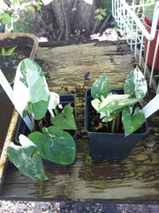Variegated Arrowhead Vine Plant - Syngonium Albo Variegated - Indoor Houseplant for Home Decor and Air Purification