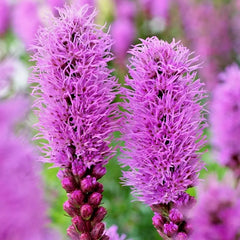 Liatris Spicata Bulbs 10-Pack Purple Blazing Star Flower Corms Perennial 24-30" Tall Drought Tolerant Butterfly Attracting