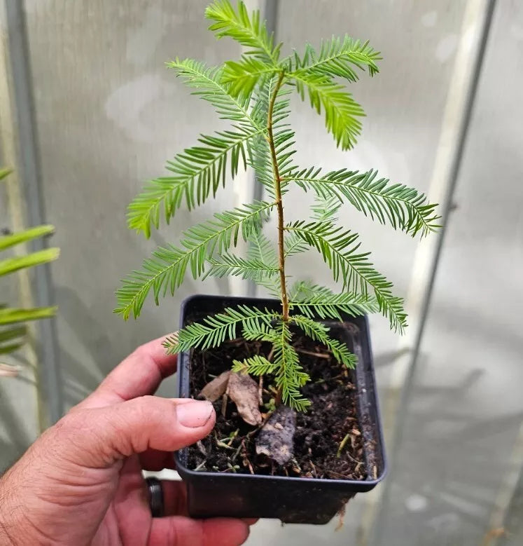 Bald Cypress Tree Seedlings 10-18" Tall (Taxodium distichum) 2-Pack Bare Root for Garden Landscaping