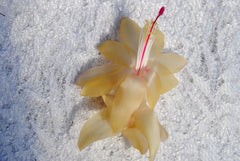 Christmas Cactus Starter Plant 4" Gold Butterfly Schlumbergera truncata - Healthy Well Rooted Plant