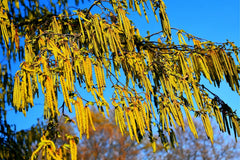 Hazel Alder Tree Seeds 30 Count - Alnus incana Rugosa - Ideal for Planting, Native Tree Seeds