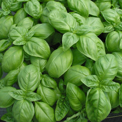Genovese Basil Seeds, 100 Count Packet, Intense Aroma, Culinary Herb (Ocimum basilicum)