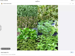 Indoor Herb Seeds Set - 6 Mini Packs Basil, Thyme, Parsley, Oregano, Dill, Cilantro - Culinary Herb Seeds for Home Gardening