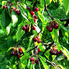 Sweet Mazzard Cherry Tree Seeds - Edible Fruit, Fast Growing, Hardy, Prunus avium, Zone 4
