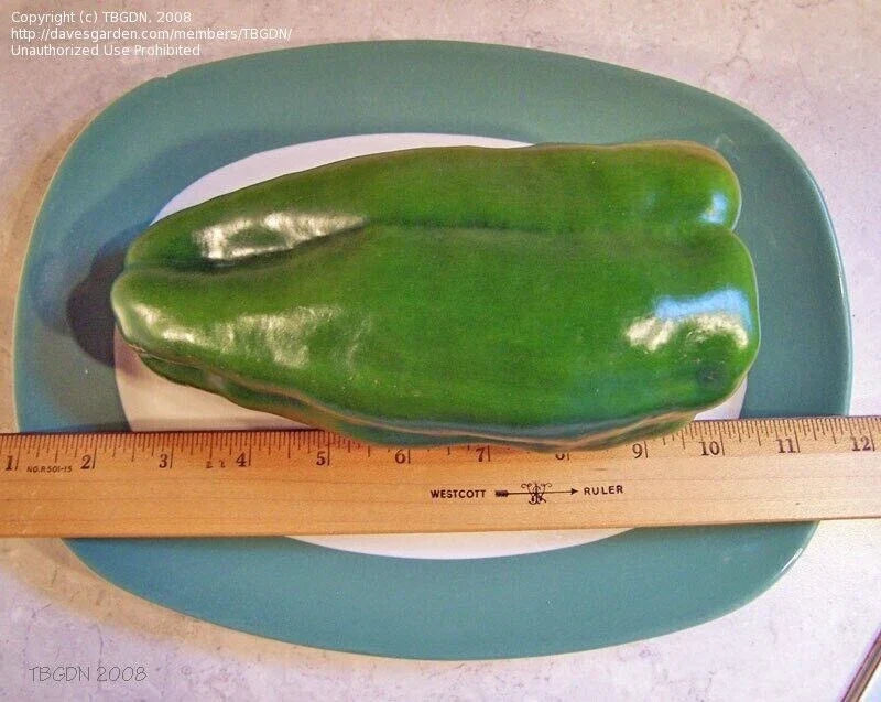 Big Bertha Sweet Pepper Seeds - 25+ Non-GMO Heirloom Organic Seeds - Rare Variety