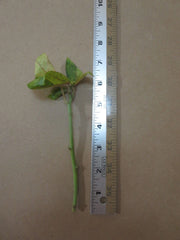 3 Acalypha Wilkesiana Cuttings – Tricolor Variegated Copperleaf – Live Tropical Foliage Plant – Unrooted Starter Stems for Propagation