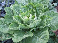 Collard Greens Seeds, Heirloom Morris Variety, 50+ Seeds, Perfect for Salads and Cooking, Brassica oleracea