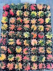 Live Cactus Gymnocalycium “LB 2178 Hybrid” Random Lot - Rare Thailand Import, Unique Succulent Variety