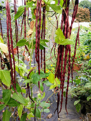 Red Yard Long Bean Seeds, NON-GMO, Chinese Red Noodle, Extra Long, Vigna unguiculata subsp. sesquipedalis