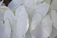 Caladium Bulbs for Planting – 2 Bulbs – Fancy Varieties – Easy & Fast Growing – Caladium bicolor