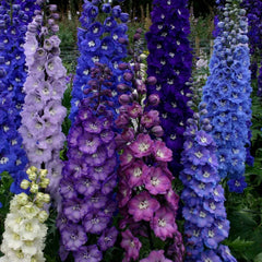Delphinium Seeds - 50 Pack Dark Mix Perennial Flower Seeds - Garden Flowers - Delphinium spp. - US Seller