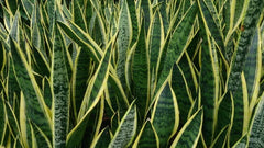 Sansevieria Dracaena Snake Plant - Large Air Purifying Mother-in-Law's Tongue - Indoor Plant for Home Décor