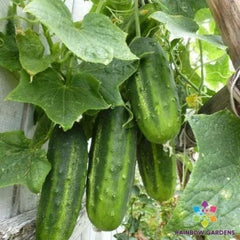 H-19 Little Leaf Cucumber Seeds - 25+ Pack - Organic Garden Seeds - Cucumis sativus - USA