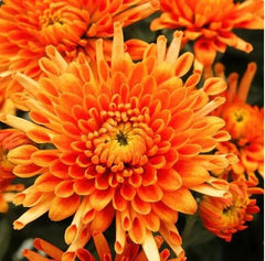 Citrus Glow Mum Seeds - 200+ Chrysanthemum Flower Seeds - Bright Orange and Yellow Blooms - Perfect for Gardens
