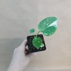 Monstera Thai Constellation 3" Pot | Rare Variegated Indoor Plant | Houseplant | Monstera Deliciosa Variegata