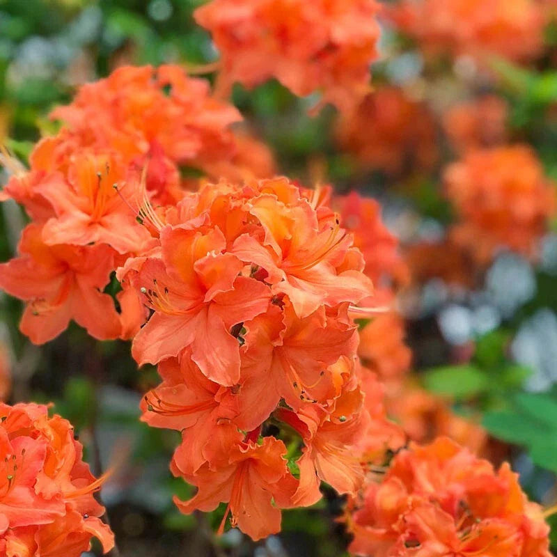 Mandarin Azalea Starter Plant - Rhododendron Hybrid, May Be Dormant - Ideal for Gardens and Landscaping