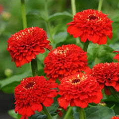 Zinderella Red Zinnia Seeds - 100+ Pack for Garden Planting - USA Grown - High Germination Rate - Zinnia elegans