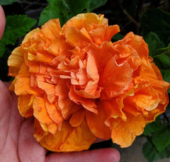 Hibiscus Starter Plant 5" Orange Blooms Jane Cowell (Hibiscus rosa-sinensis) - Exotic Tropical Indoor/Outdoor Plant
