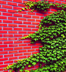 Boston Ivy Seeds - 50 Count - Easy to Grow Vine - Parthenocissus tricuspidata - Ships from Iowa, USA