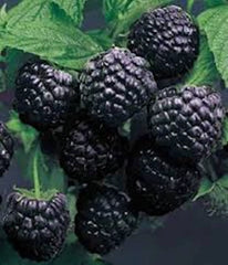 Cumberland Black Raspberry Plant 1-2 Year Old Rubus occidentalis Hardy Fruit Plant, Disease-Resistant, Sweet-Tart Flavor