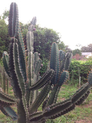 Cereus Peruvianus Repandus Seeds - 50 Peruvian Apple Cactus Seeds for Planting - Easy to Grow Cactus Seeds