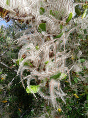 Mountain Mahogany Seeds, 30 Count, Cercocarpus montanus, Drought-Tolerant Native Plant for Landscaping and Restoration