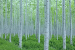 White Poplar Seeds for Planting - 30 Seeds - Fast Growing White Leaf Tree (Populus alba)