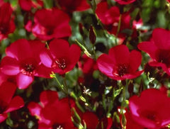 Scarlet Flax Seeds 200 Count - Linum usitatissimum - Non-GMO, Heirloom, Easy to Grow