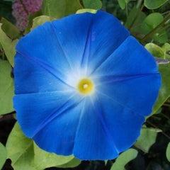Heavenly Blue Morning Glory Seeds | Giant 5" Blue Flowers | Ipomoea tricolor | Non-GMO, Easy to Grow