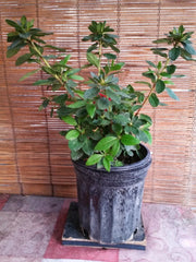 Azalea Live Plant - 4" Pot - Pink Blooms - Rhododendron spp.