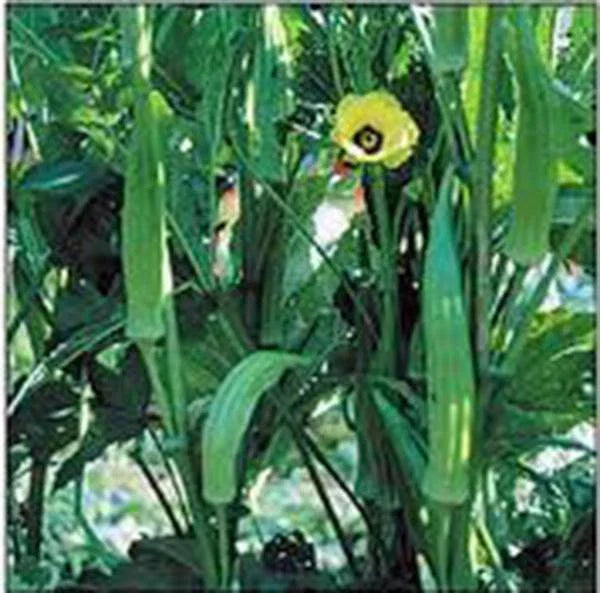Okra Seeds, 500 Non-GMO Heirloom Clemson Variety, Okra Garden Seeds, Abelmoschus esculentus