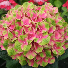 Amethyst Hydrangea Seeds - 5 Perennial Flower Seeds for Garden - Hydrangea macrophylla - USA