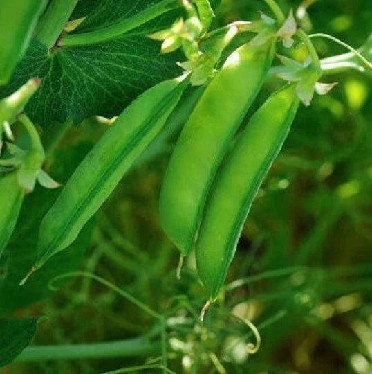 Austrian Winter Shelling Pea Seeds | Sweet English Peas Shoots | Pisum sativum | Vegetable Gardening 2025