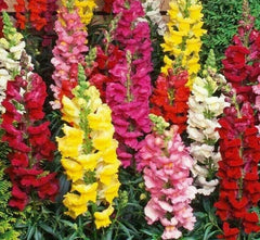 Snapdragon Flower Seeds - 5000+ Tall Mixed Colors - Antirrhinum majus - Garden Planting