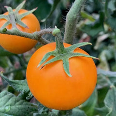 Orange Cherry Tomato Seeds - 10+ Heirloom Seeds - Non-GMO Organic - RARE Variety - Perfect for Home Gardening - Solanum lycopersicum