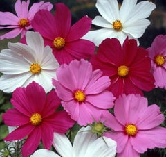 Cosmos Flower Seeds 100+ Sensation Mix White Red Purple Annual (Cosmos bipinnatus) Free Shipping