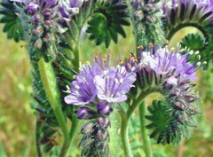 Lacy Phacelia Seeds - 1001+ Native Wildflower for Pollinators, Drought Tolerant Cover Crop (Phacelia tanacetifolia)