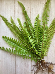 Rooted Ferns - 20 Pack - Lush Green Indoor Plants - Perfect for Home Decor - Ideal for Terrariums and Gardens