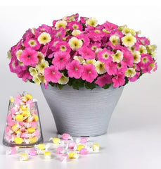 Petunia Plugs 288 Size E3 Easy Wave Sweet Taffy Mix, 10 Baby Plants, Pink Cosmo, Yellow, Rose Morn - Petunia x hybrida