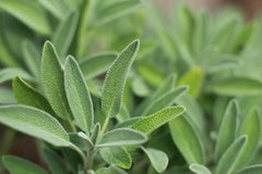 Sage Seeds, 100 Seeds, Organic Heirloom Perennial, Salvia officinalis, Culinary Herb