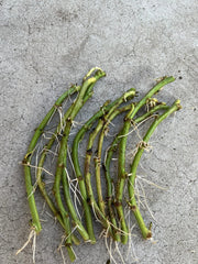 Rooted Sweet Potato Slips - 10 Cuttings for Planting - Ipomoea batatas