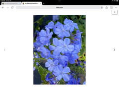Plumbago Seeds Packet of 50, Imperial Blue Variety, Plumbago auriculata